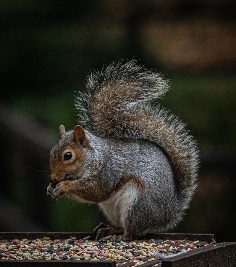 Grey Squirrel - Matt James